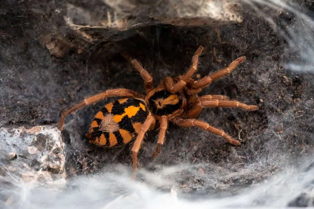 24336 pumpkin patch tarantula diet
