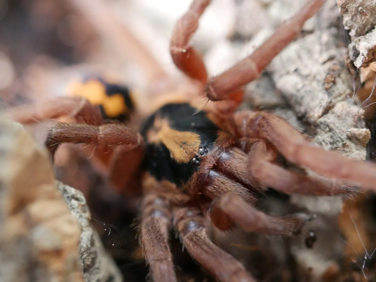 24336 pumpkin patch tarantula enclosure