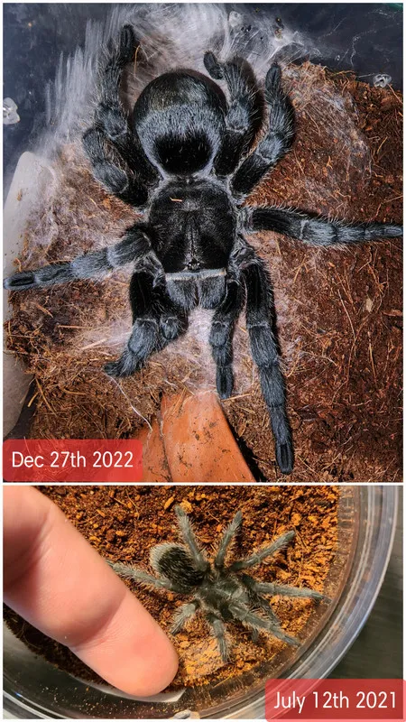 24336 pumpkin patch tarantula habitat