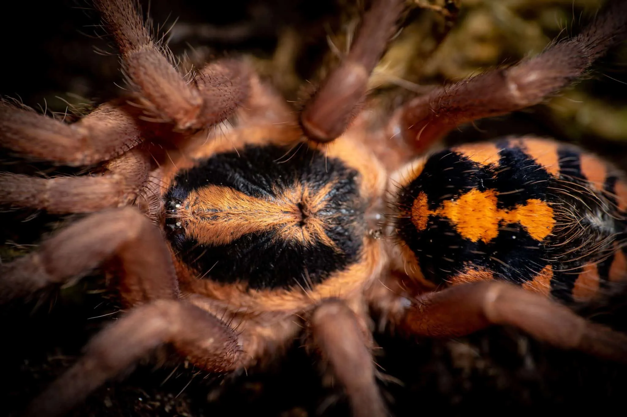 /img/24336-pumpkin-patch-tarantula-handling.webp