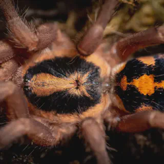/img/24336-pumpkin-patch-tarantula-handling.webp