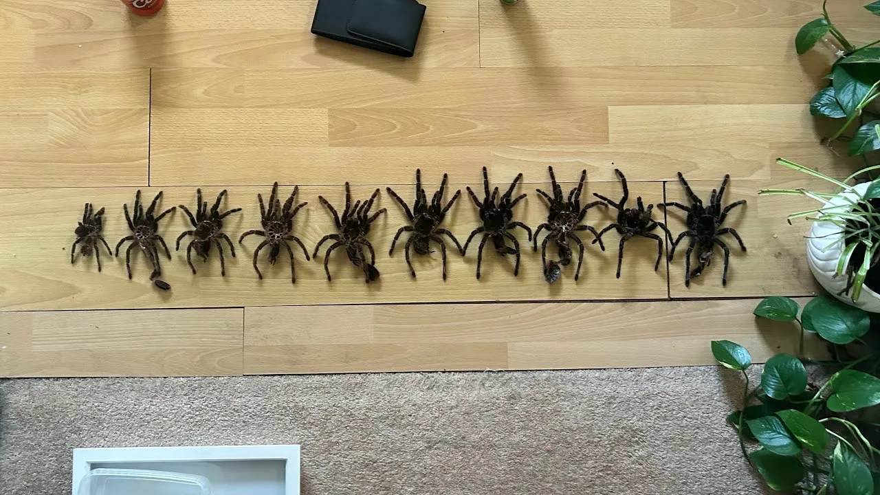 24336 pumpkin patch tarantula molting