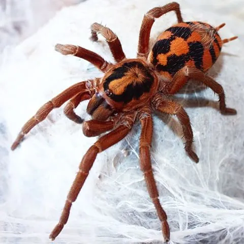 24336 pumpkin patch tarantula size