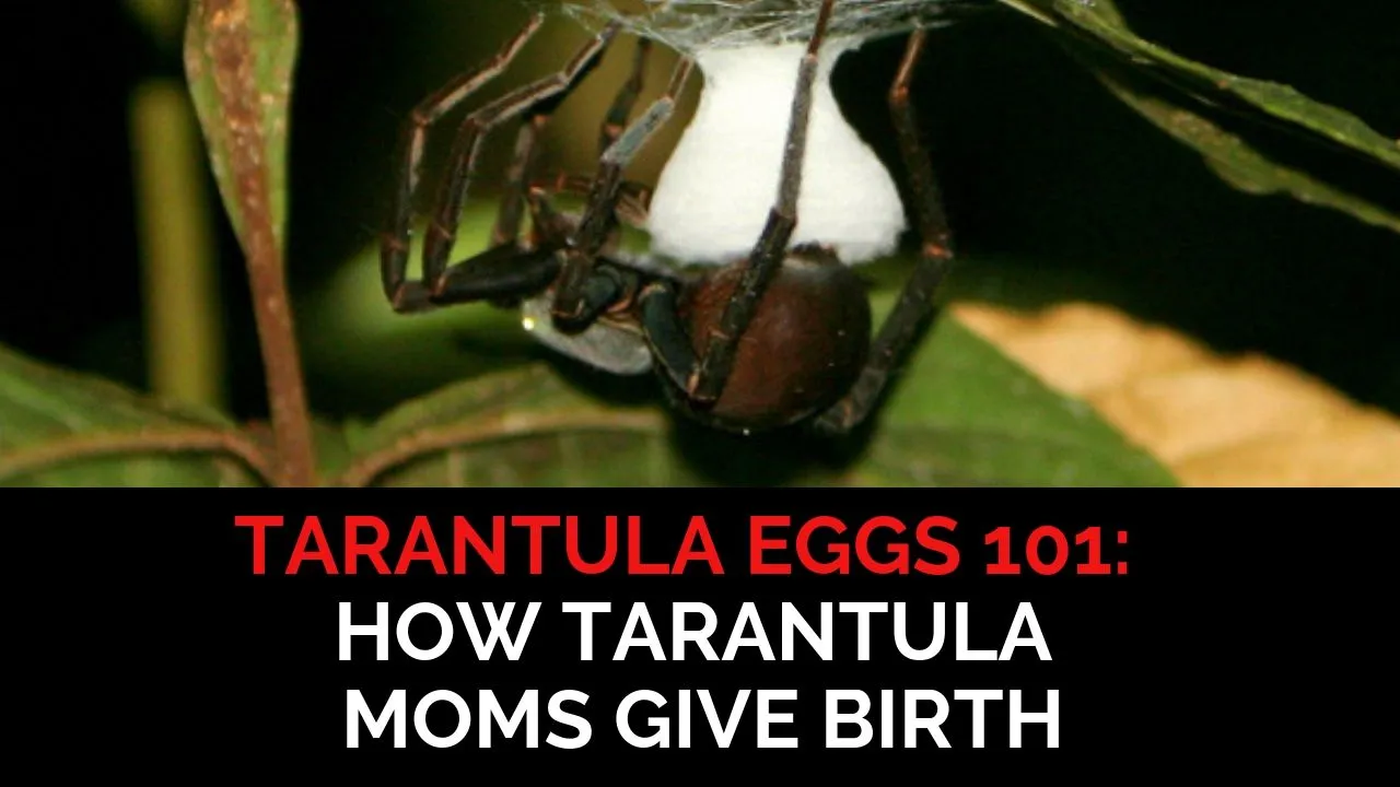 24339 tarantula lifecycle stages