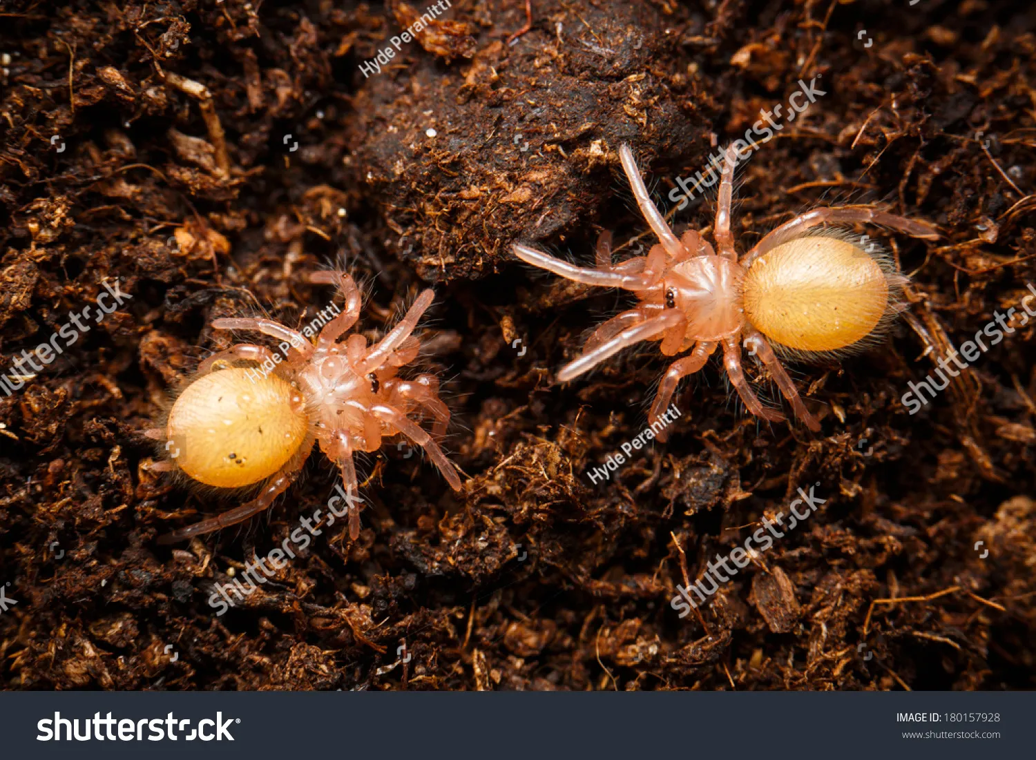24341 spiderlings tarantula
