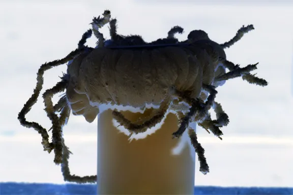 24341 tarantula eggs