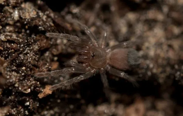 /img/24341-tarantula-habitat.webp
