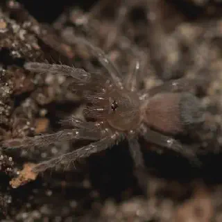 /img/24341-tarantula-habitat.webp