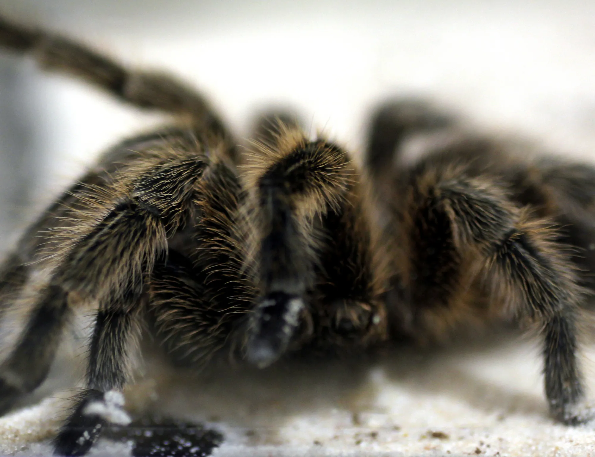 24341 tarantula molting