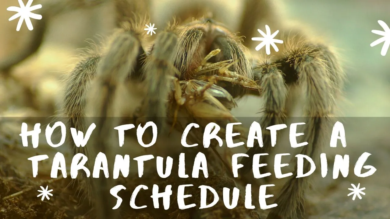 24342 tarantula feeding dc 1