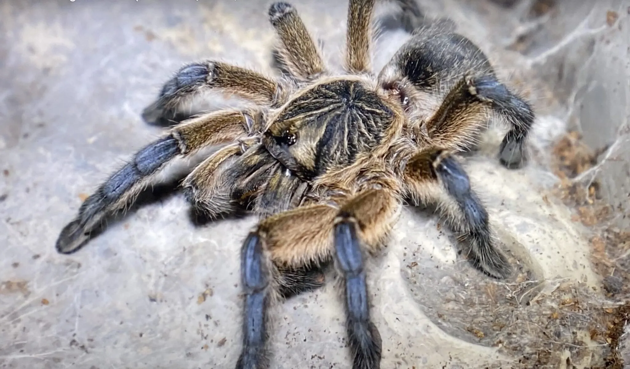 24342 tarantula feeding dc 2