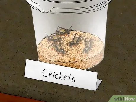 /img/24342-tarantula-molting.webp