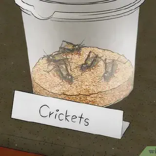 /img/24342-tarantula-molting.webp