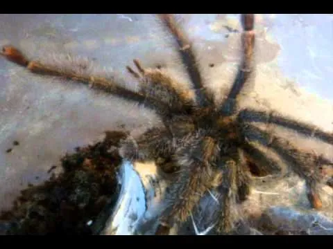 24342 tarantula prey