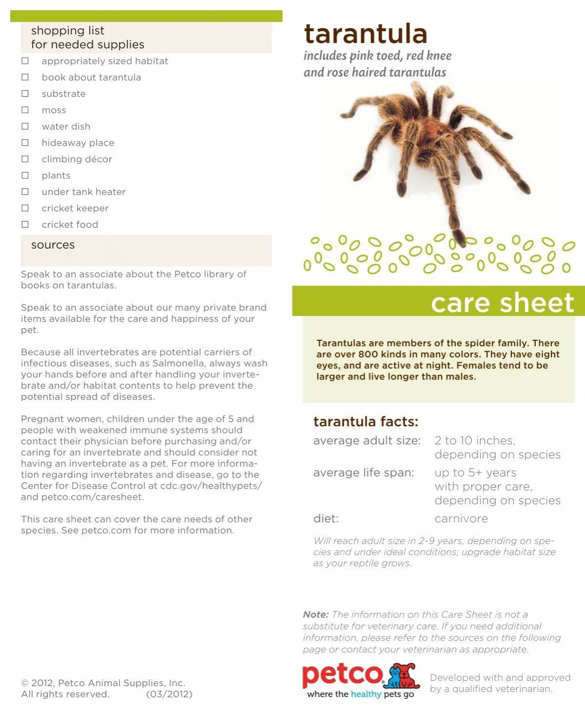 24343 dwarf tarantula handling