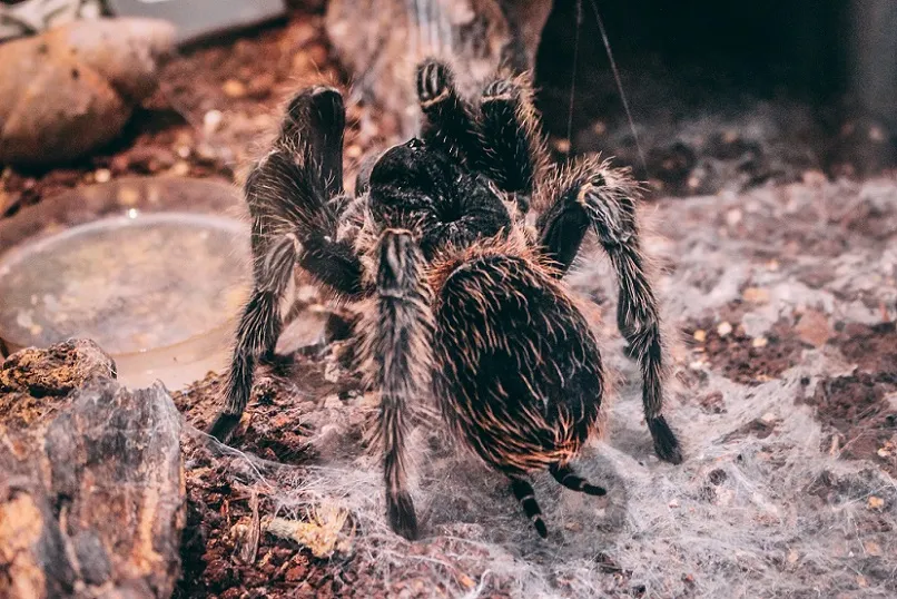 24343 dwarf tarantula molting