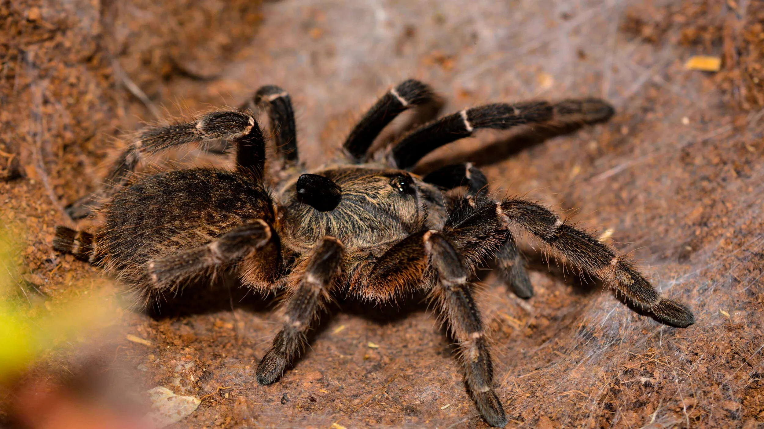 24343 dwarf tarantula species