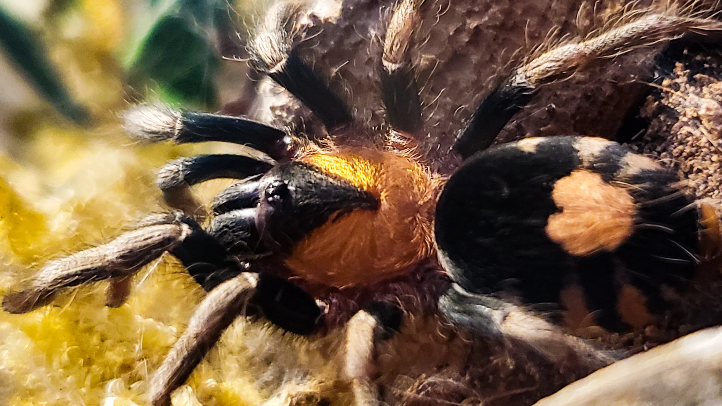 /img/24343-dwarf-tarantula-substrate.webp