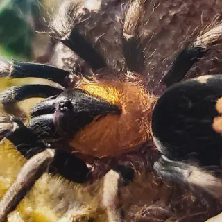 /img/24343-dwarf-tarantula-substrate.webp
