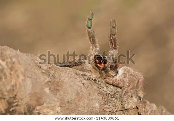 24345 new world tarantula habitat