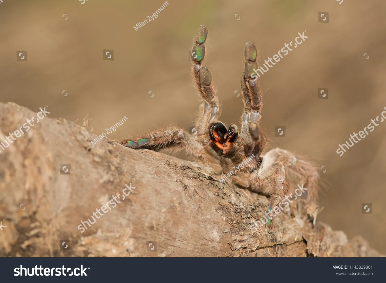 24345 old world tarantula habitat