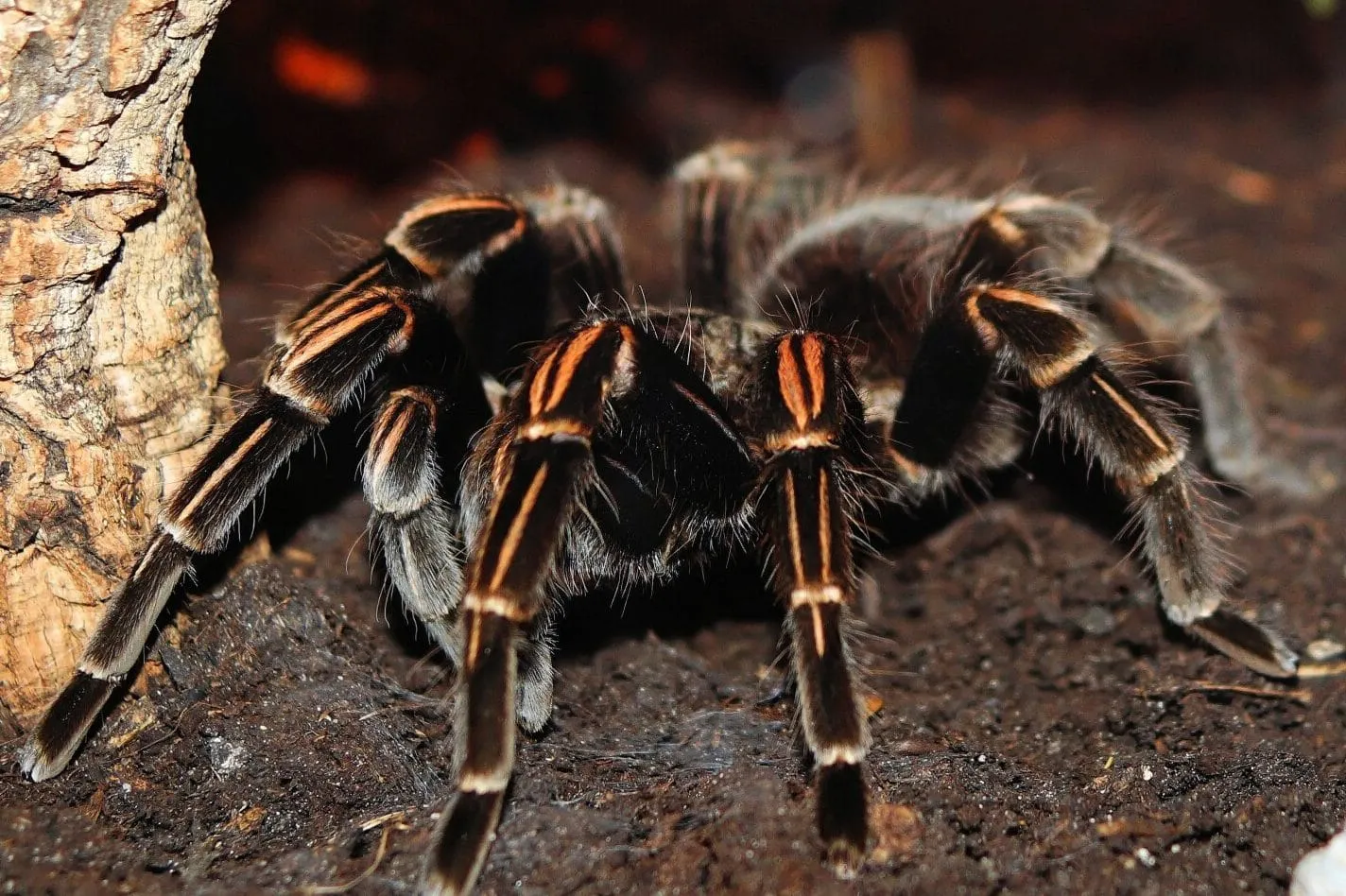 24345 tarantula bite treatment