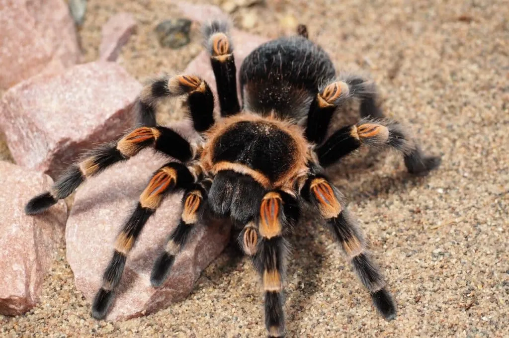 /img/24345-tarantula-color-variations.webp