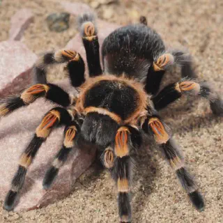 /img/24345-tarantula-color-variations.webp