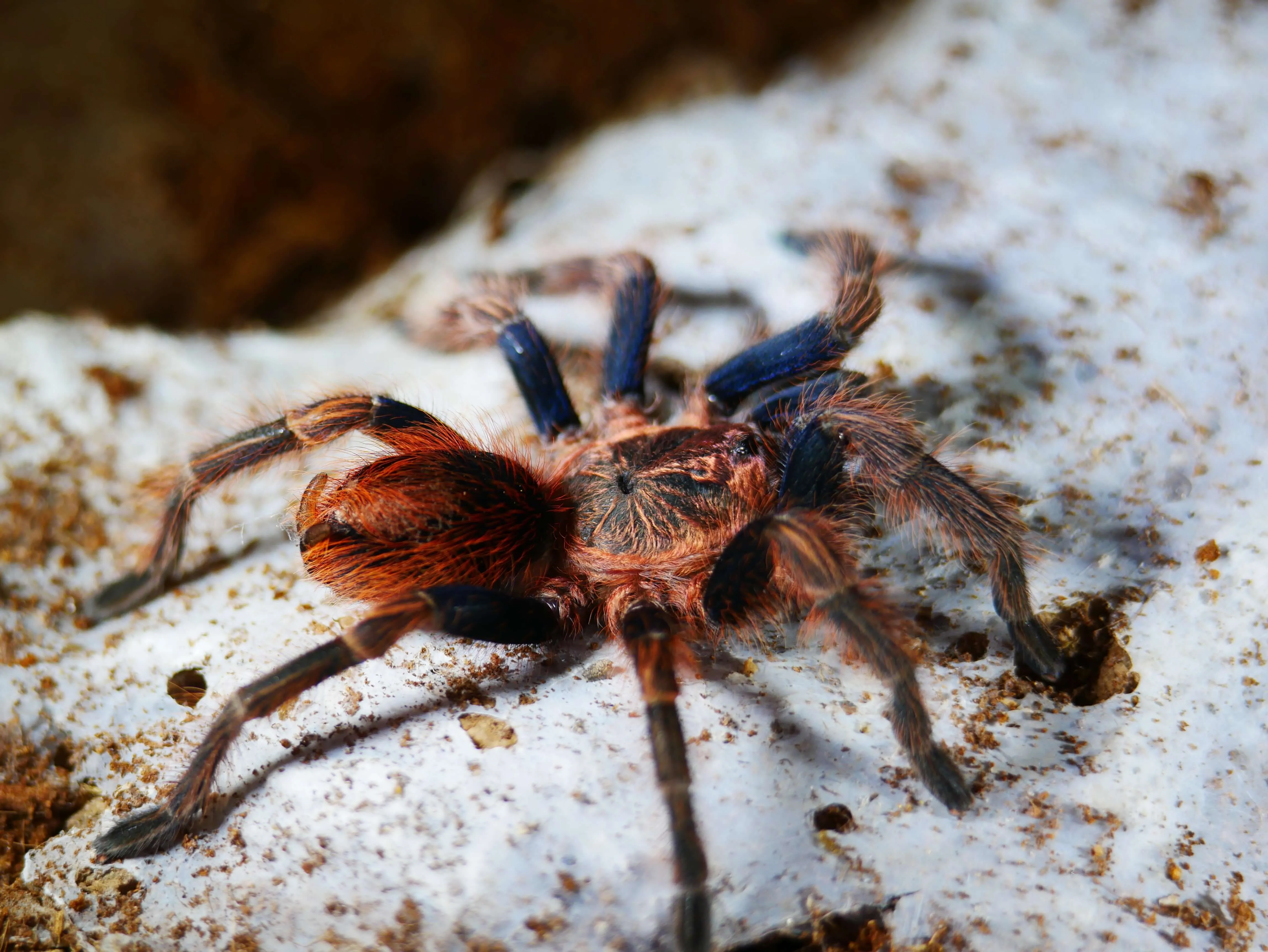 24345 tarantula urticating hairs