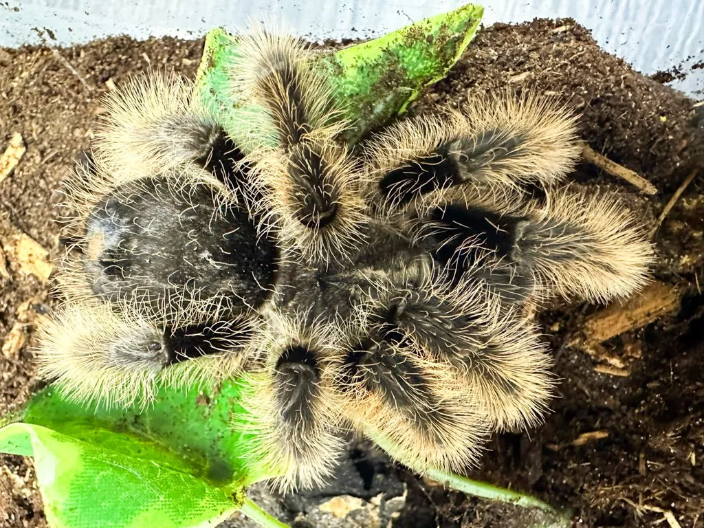 24346 superworms for tarantulas