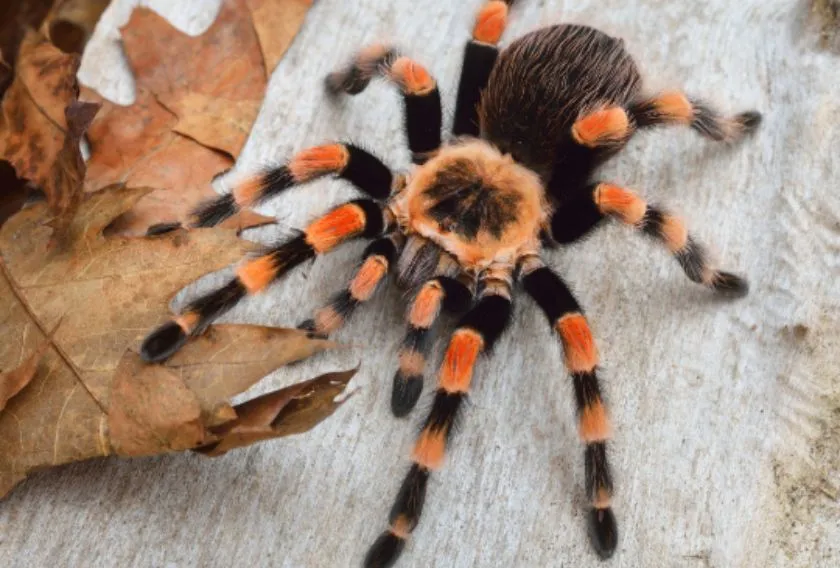 24346 tarantula feeding schedule