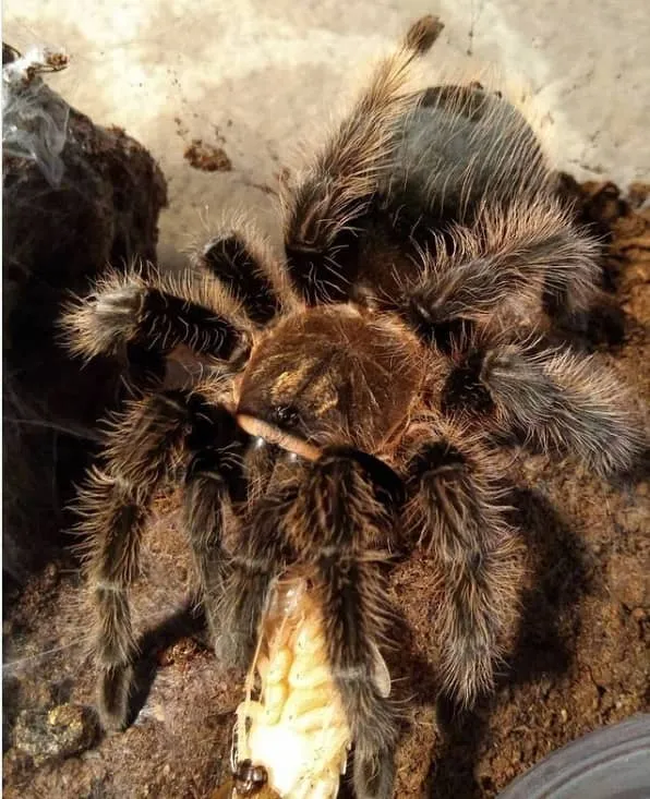 /img/24346-tarantula-water-dish.webp