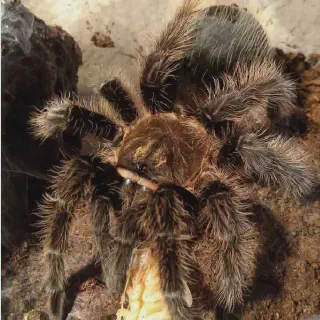 /img/24346-tarantula-water-dish.webp
