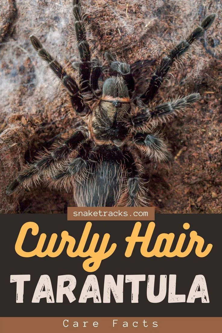 24346 waxworms for tarantulas