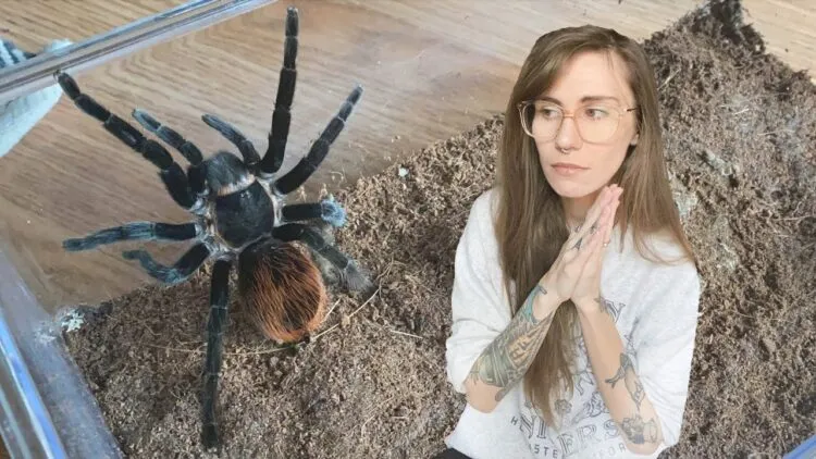 24348 tarantula kat habitat