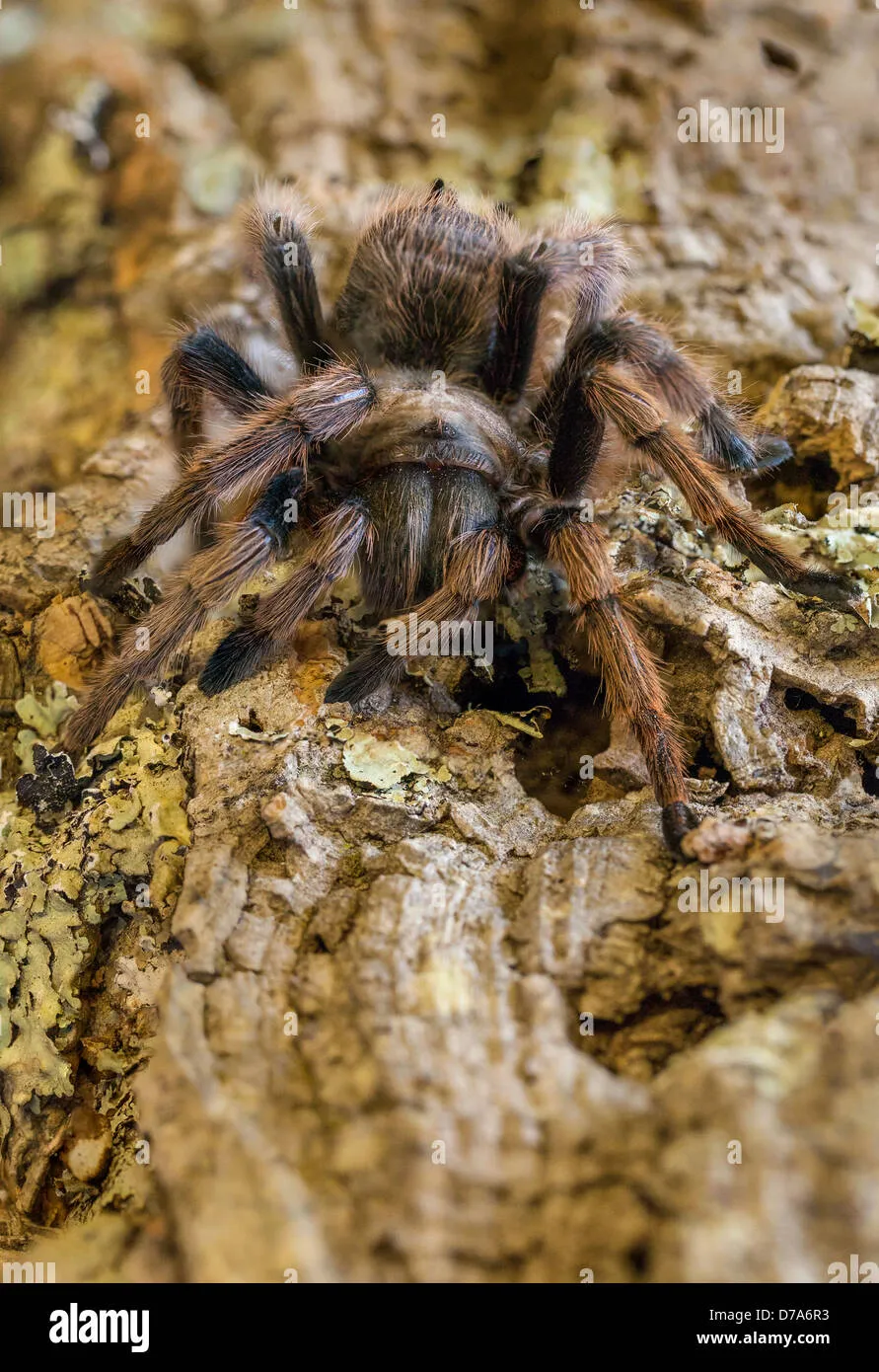 24350 tarantula feeding