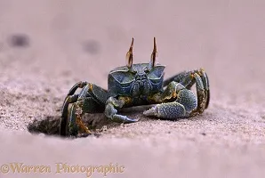 24350 tarantula handling
