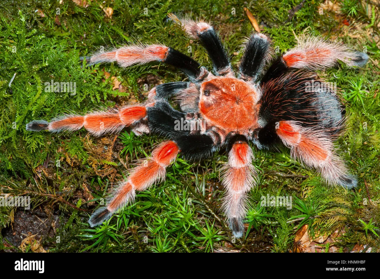 /img/24350-tarantula-molting.webp