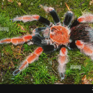 /img/24350-tarantula-molting.webp