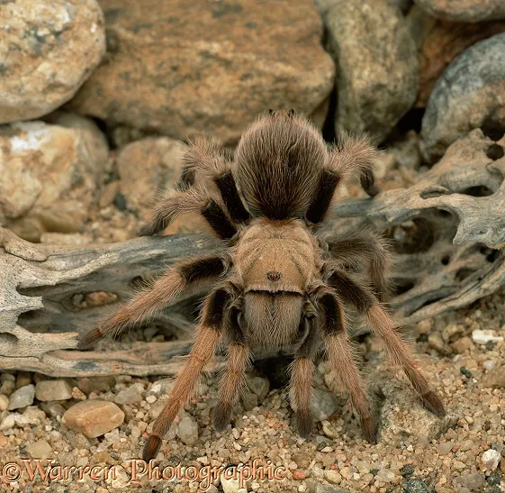 24350 tarantula substrate