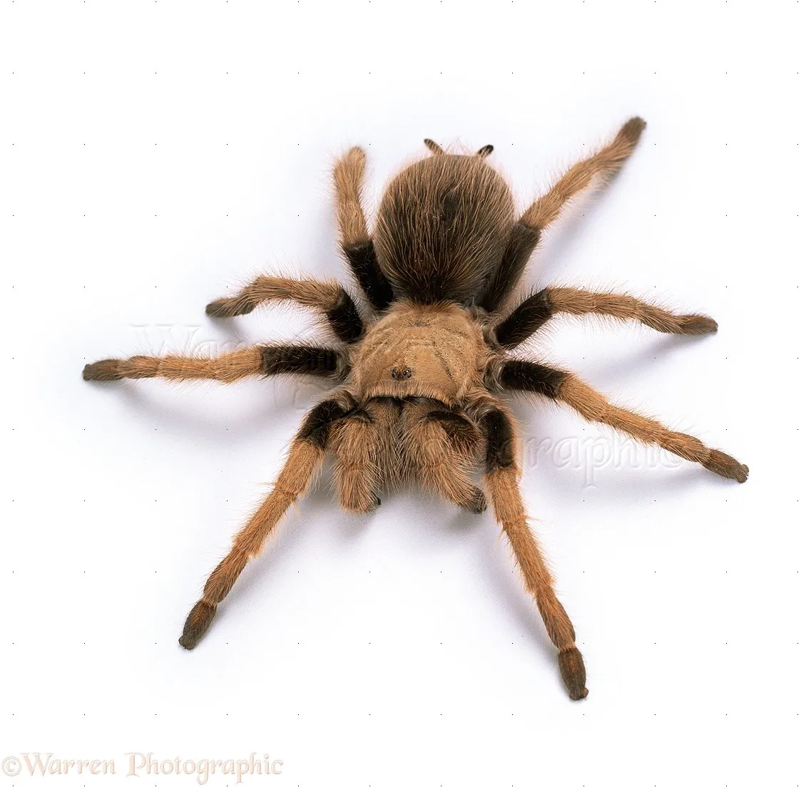 24350 tarantula water dish