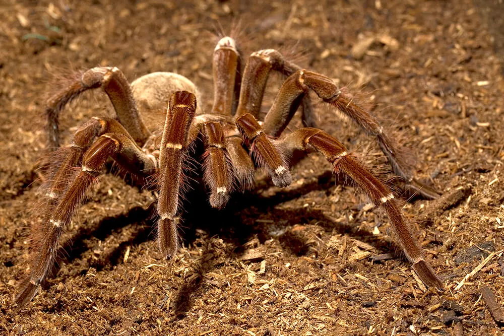 24352 tarantula hydration