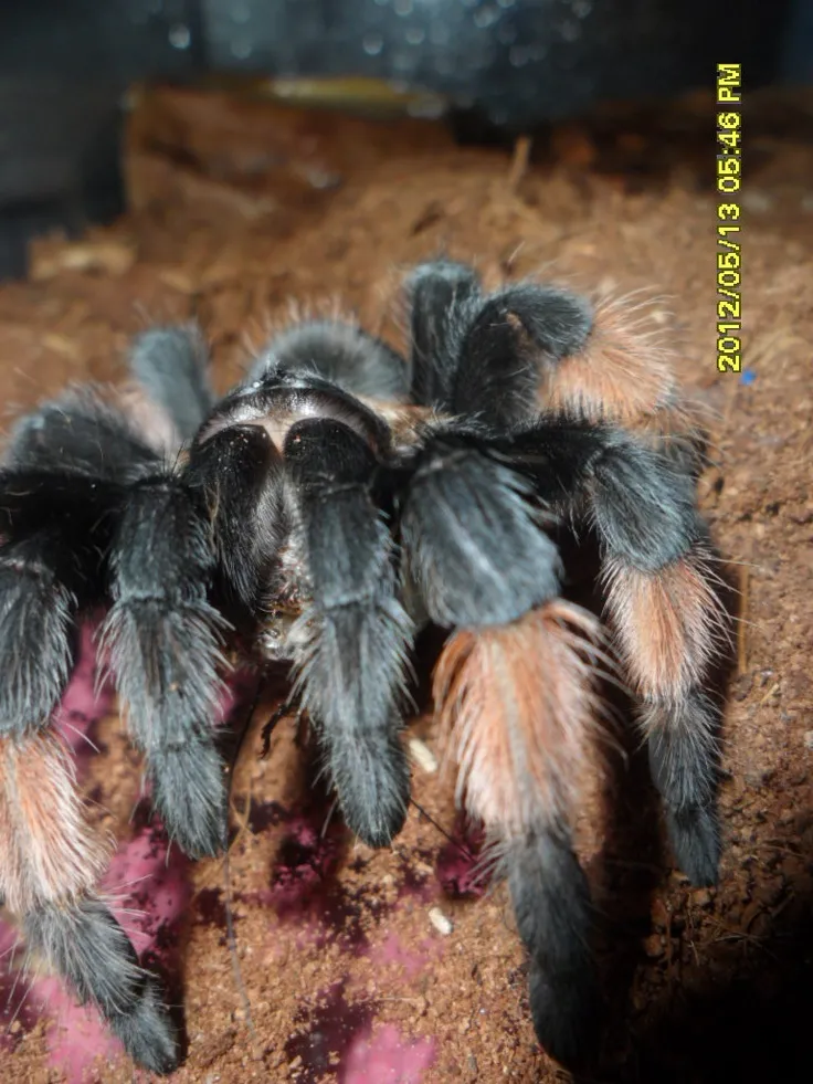 24353 dehydrated tarantula