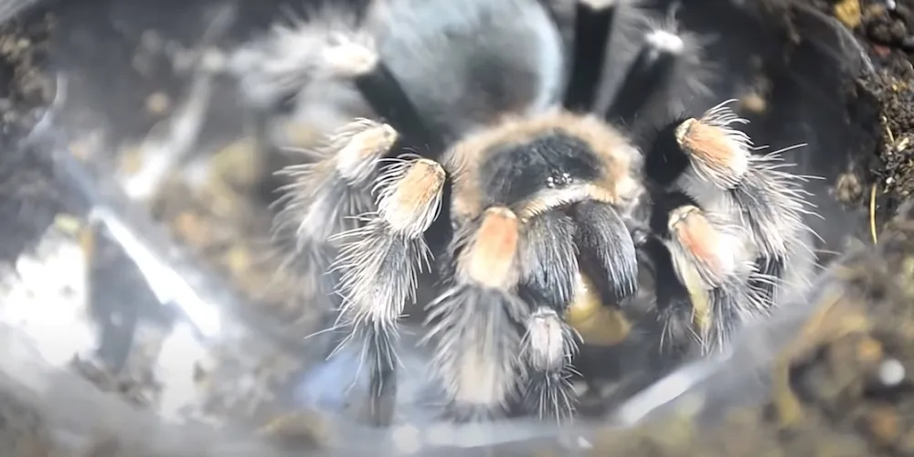 24353 healthy tarantula