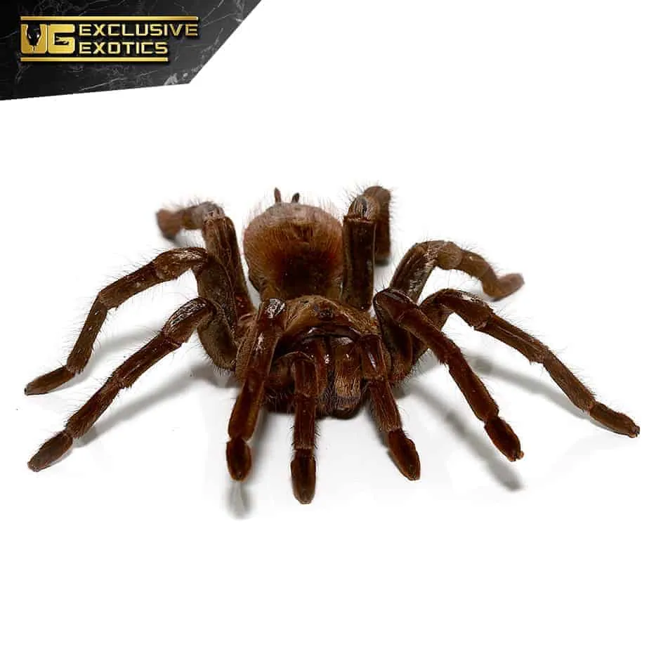 24353 tarantula drinking water