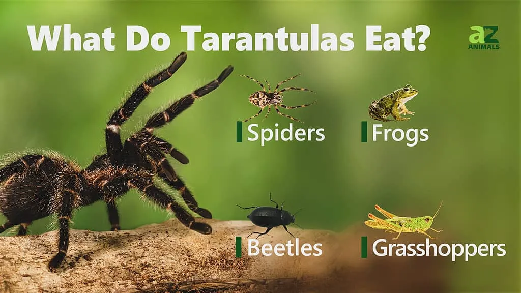 24353 tarantula feeding frequency