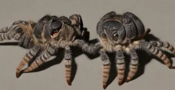 /img/24353-tarantula-feeding-mistakes.webp