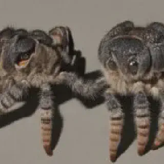 /img/24353-tarantula-feeding-mistakes.webp