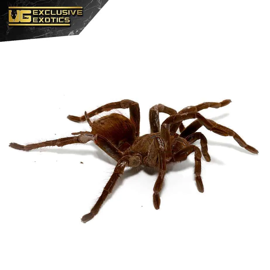 24353 tarantula prey options