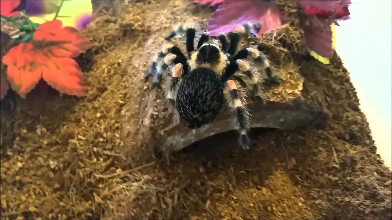 24354 stressed tarantula